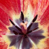 Fleurs_Tulipe_05 Fleurs_Tulipe_05
