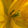 Fleurs_Tulipe_10 Fleurs_Tulipe_10