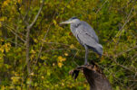 OISEAUX Au Bois de Boulogne 10 OISEAUX Au Bois de Boulogne 10
