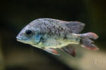 Poissons 02 Poissons 02