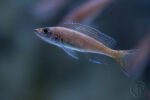 Poissons 03 Poissons 03