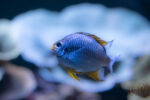 Poissons 04 Poissons 04
