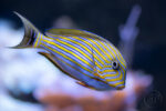 Poissons 06 Poissons 06