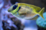 Poissons 07 Poissons 07