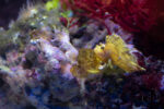 Poissons 10 Poissons 10