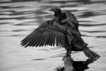 Cormorans 01 Cormorans 01