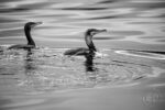 Cormorans 03 Cormorans 03