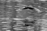 Cormorans 04 Cormorans 04