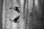 Cormorans 05 Cormorans 05