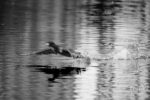 Cormorans 06 Cormorans 06