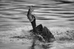 Cormorans 07 Cormorans 07