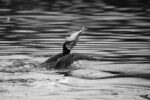 Cormorans 08 Cormorans 08