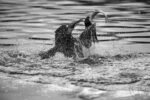 Cormorans 09 Cormorans 09