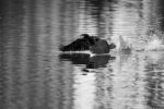 Cormorans 10 Cormorans 10