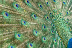 Paon 04 Paon 04
