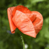 Coquelicot 02 Coquelicot 02
