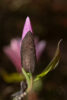 Magnolia 01 Magnolia 01