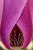 Magnolia 02 Magnolia 02