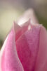 Magnolia 03 Magnolia 03