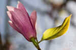 Magnolia 04 Magnolia 04