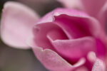 Magnolia 05 Magnolia 05