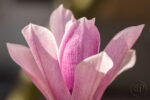 Magnolia 06 Magnolia 06