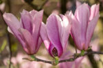 Magnolia 07 Magnolia 07