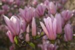 Magnolia 08 Magnolia 08