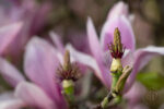 Magnolia 10 Magnolia 10